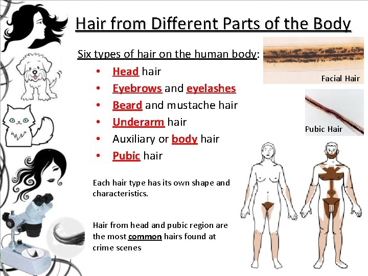 Hair from Different Parts of the Body Six types of hair on the human