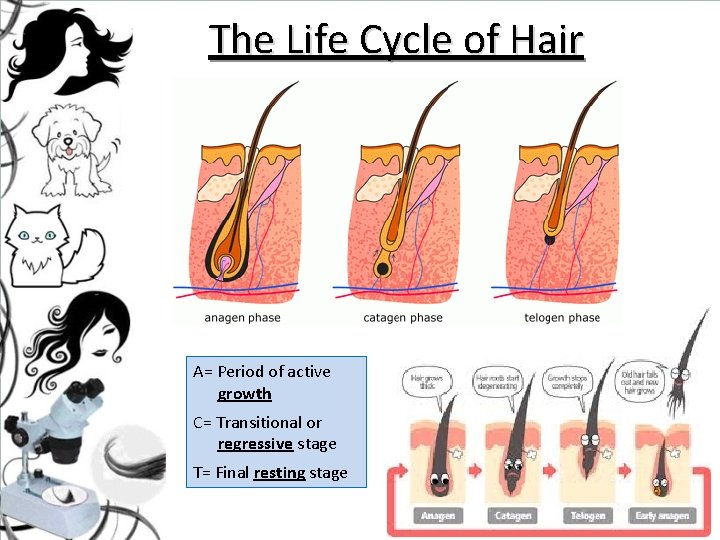 The Life Cycle of Hair A= Period of active growth C= Transitional or regressive