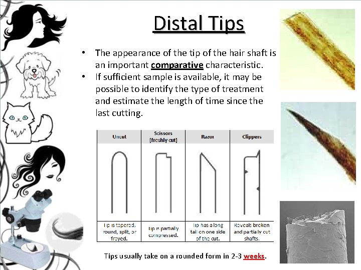 Distal Tips • The appearance of the tip of the hair shaft is an