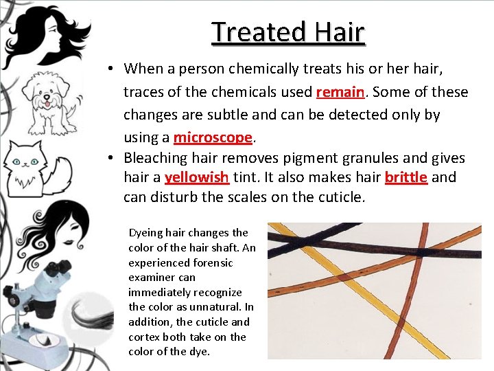 Treated Hair • When a person chemically treats his or her hair, traces of