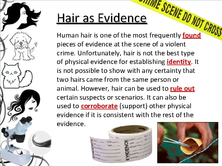 Hair as Evidence Human hair is one of the most frequently found pieces of