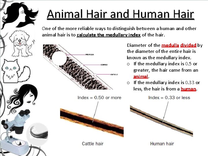 Animal Hair and Human Hair One of the more reliable ways to distinguish between