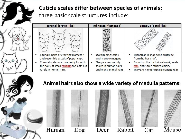 Cuticle scales differ between species of animals; three basic scale structures include: Animal hairs