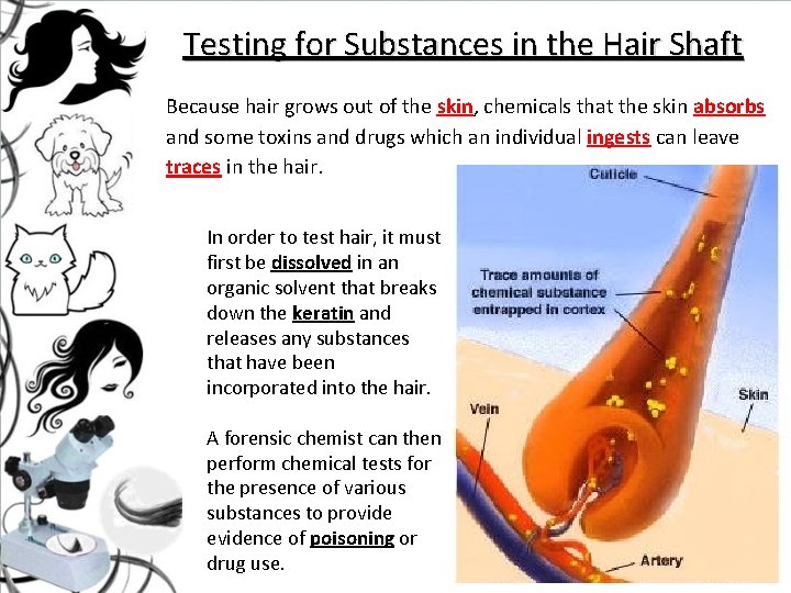 Testing for Substances in the Hair Shaft Because hair grows out of the skin,