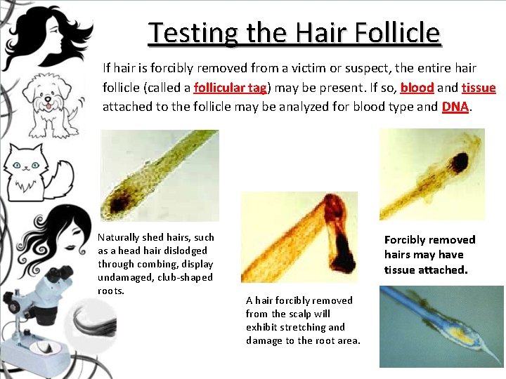 Testing the Hair Follicle If hair is forcibly removed from a victim or suspect,