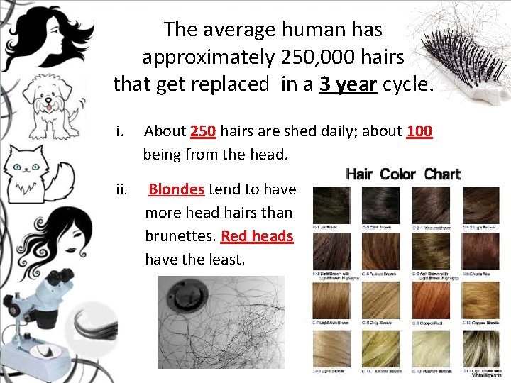 The average human has approximately 250, 000 hairs that get replaced in a 3