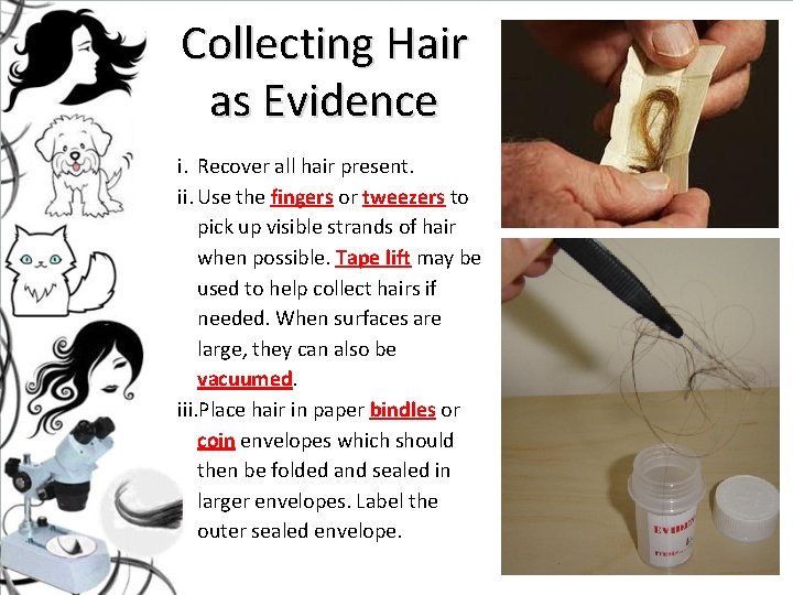 Collecting Hair as Evidence i. Recover all hair present. ii. Use the fingers or