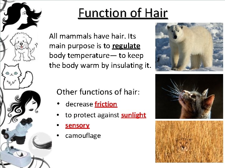 Function of Hair All mammals have hair. Its main purpose is to regulate body