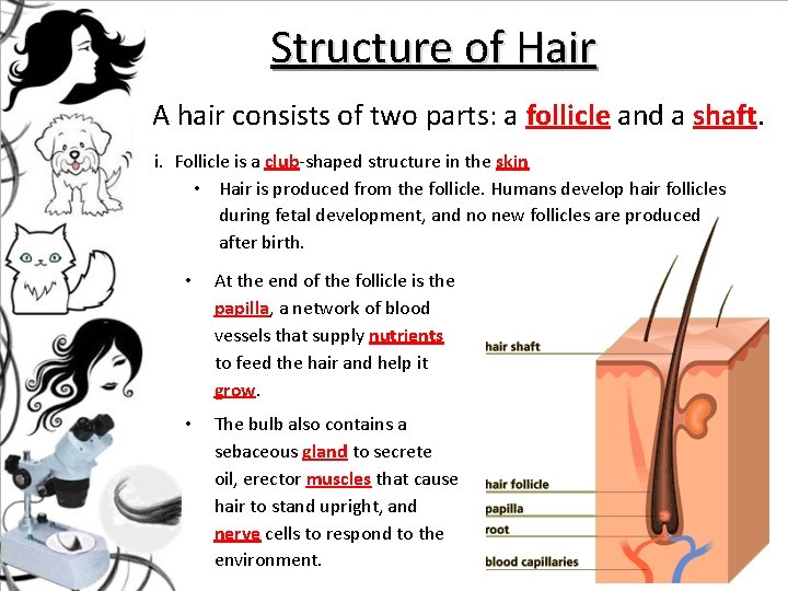 Structure of Hair A hair consists of two parts: a follicle and a shaft.