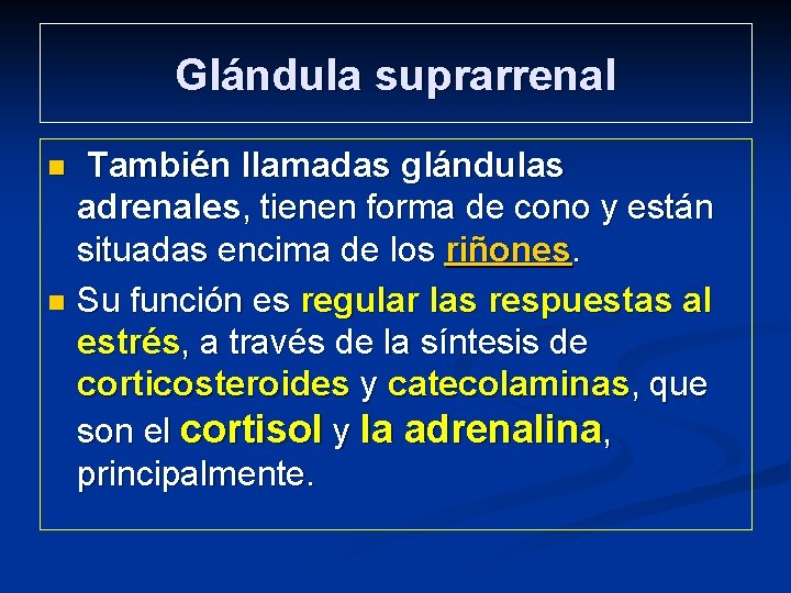 Glándula suprarrenal También llamadas glándulas adrenales, tienen forma de cono y están situadas encima