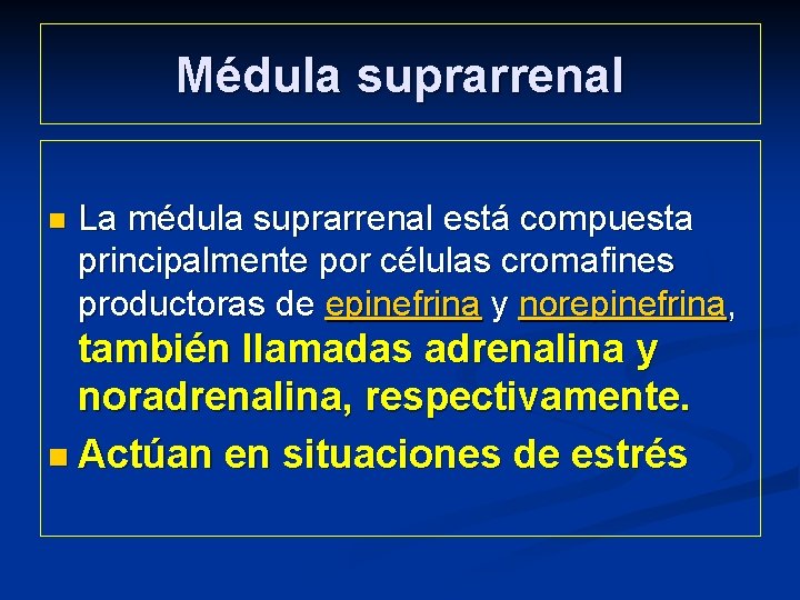 Médula suprarrenal n La médula suprarrenal está compuesta principalmente por células cromafines productoras de