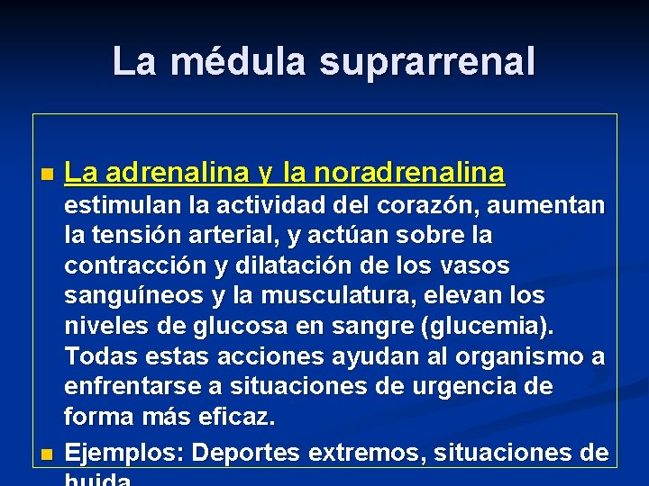 La médula suprarrenal n La adrenalina y la noradrenalina n estimulan la actividad del