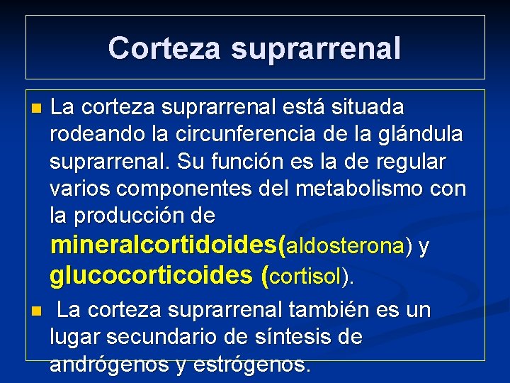 Corteza suprarrenal La corteza suprarrenal está situada rodeando la circunferencia de la glándula suprarrenal.