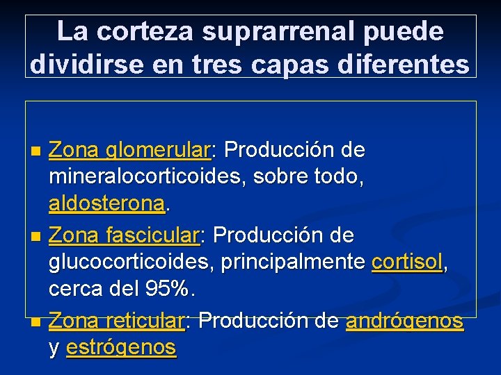 La corteza suprarrenal puede dividirse en tres capas diferentes Zona glomerular: Producción de mineralocorticoides,