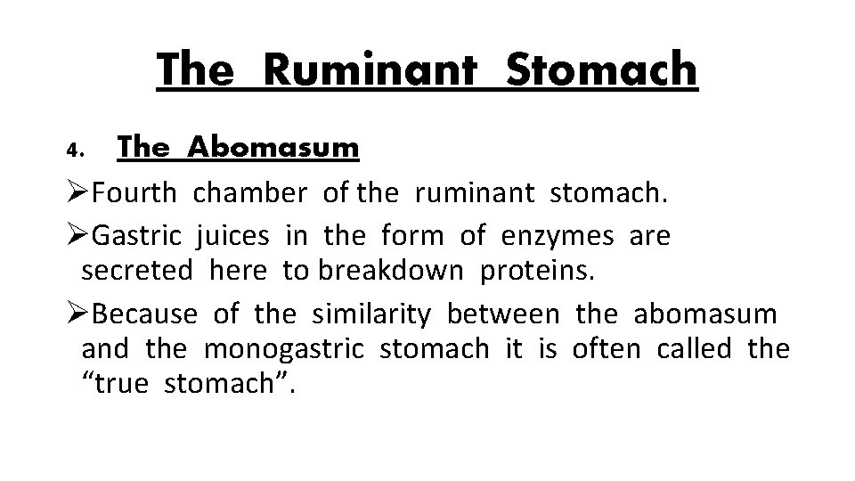 The Ruminant Stomach 4. The Abomasum ØFourth chamber of the ruminant stomach. ØGastric juices