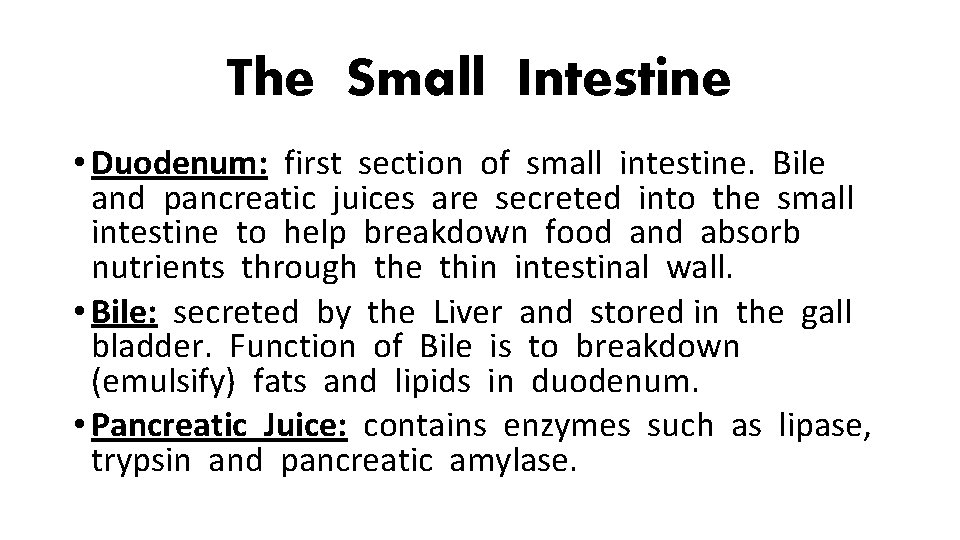 The Small Intestine • Duodenum: first section of small intestine. Bile and pancreatic juices