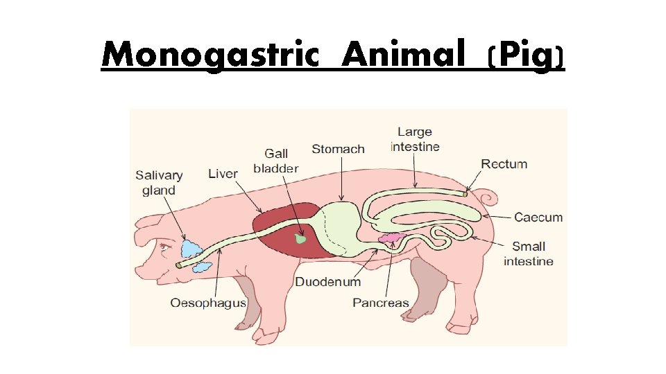 Monogastric Animal (Pig) 