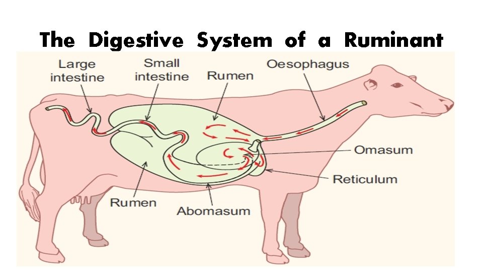 The Digestive System of a Ruminant 