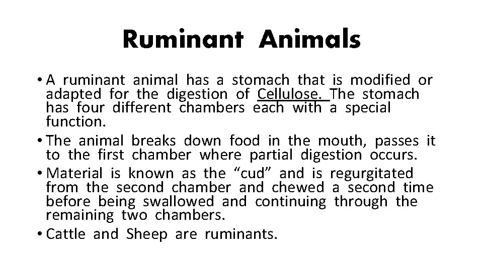 Ruminant Animals • A ruminant animal has a stomach that is modified or adapted