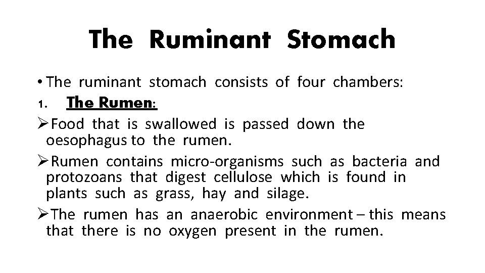 The Ruminant Stomach • The ruminant stomach consists of four chambers: 1. The Rumen: