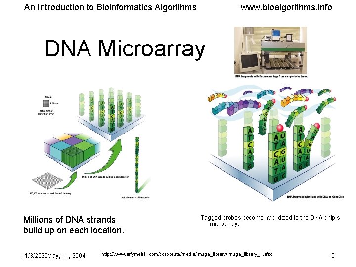 An Introduction to Bioinformatics Algorithms www. bioalgorithms. info DNA Microarray Millions of DNA strands