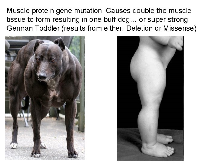 Muscle protein gene mutation. Causes double the muscle tissue to form resulting in one