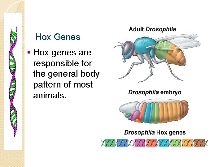 Molecular Genetics Hox Genes § Hox genes are responsible for the general body pattern