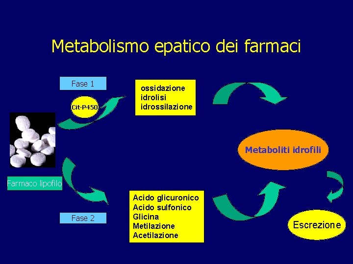 Metabolismo epatico dei farmaci Fase 1 Cit-P 450 ossidazione idrolisi idrossilazione Metaboliti idrofili Farmaco