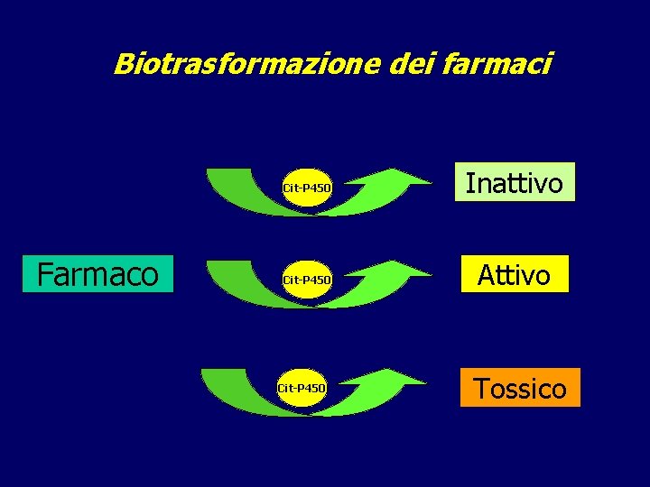 Biotrasformazione dei farmaci Farmaco Cit-P 450 Inattivo Cit-P 450 Attivo Cit-P 450 Tossico 