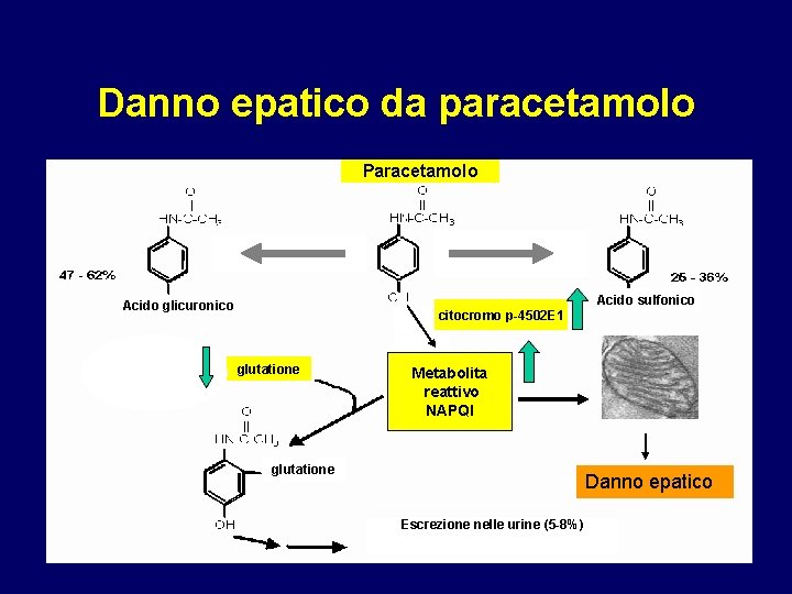 Danno epatico da paracetamolo Paracetamolo Acido glicuronico citocromo p-4502 E 1 glutatione Acido sulfonico