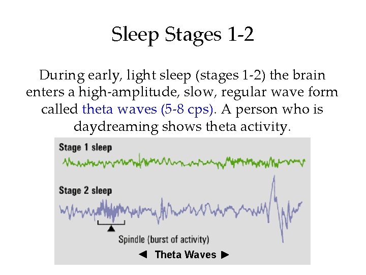 Sleep Stages 1 -2 During early, light sleep (stages 1 -2) the brain enters