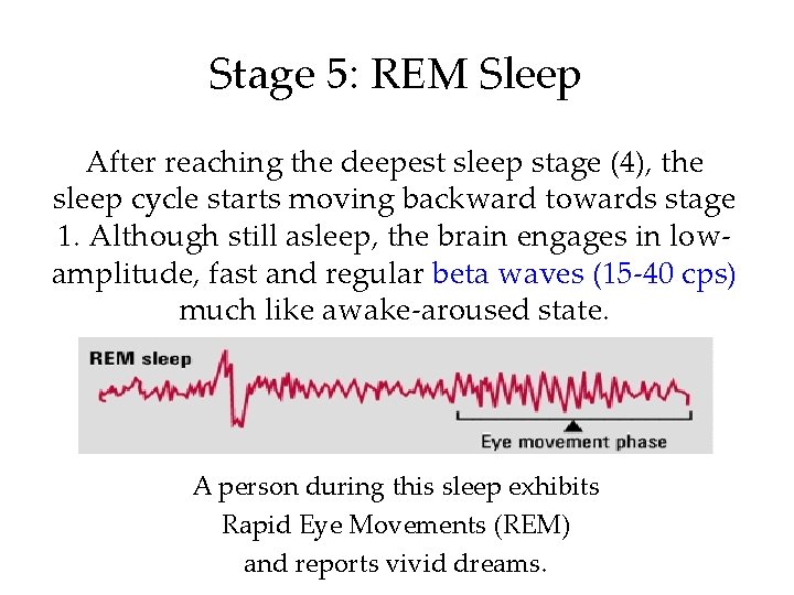 Stage 5: REM Sleep After reaching the deepest sleep stage (4), the sleep cycle