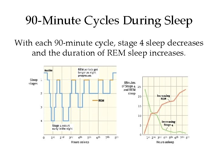 90 -Minute Cycles During Sleep With each 90 -minute cycle, stage 4 sleep decreases