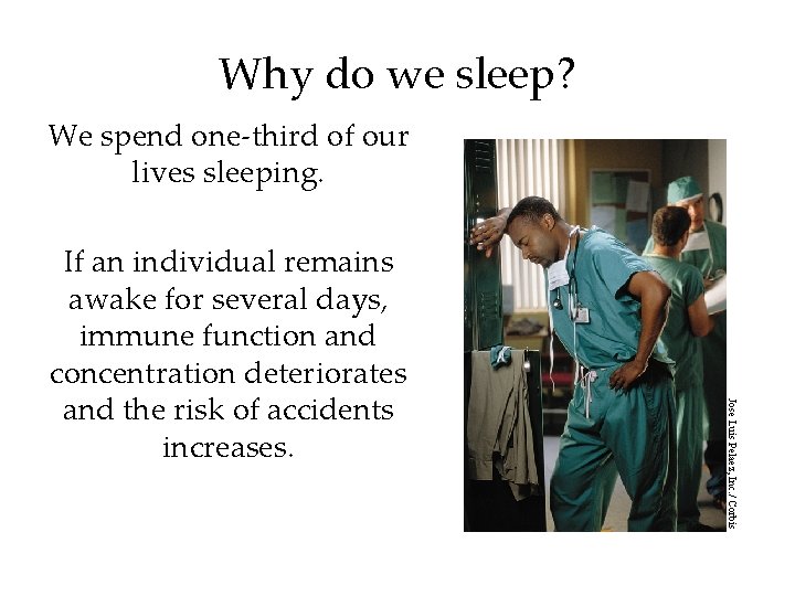 Why do we sleep? We spend one-third of our lives sleeping. Jose Luis Pelaez,