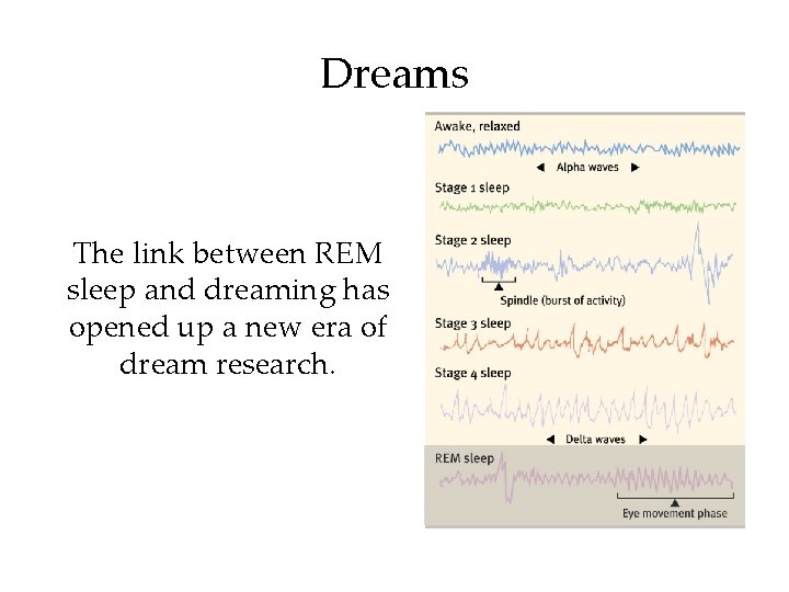 Dreams The link between REM sleep and dreaming has opened up a new era