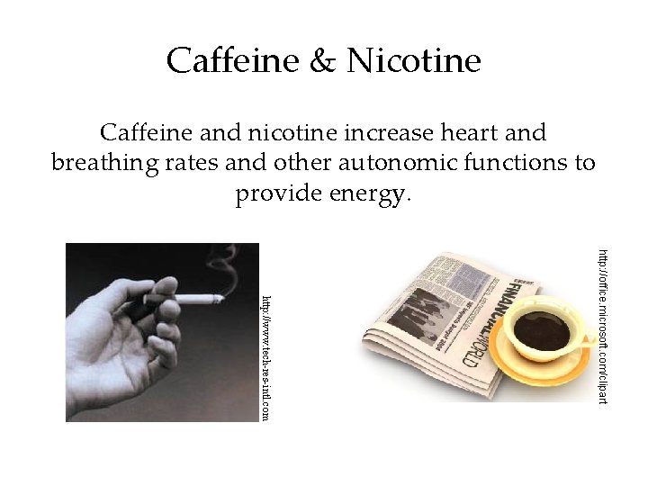 Caffeine & Nicotine Caffeine and nicotine increase heart and breathing rates and other autonomic