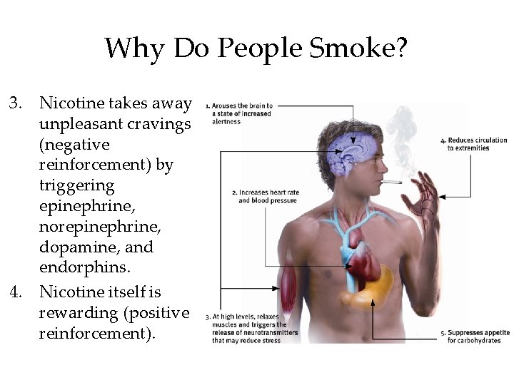 Why Do People Smoke? 3. Nicotine takes away unpleasant cravings (negative reinforcement) by triggering