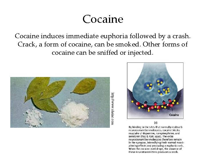 Cocaine induces immediate euphoria followed by a crash. Crack, a form of cocaine, can