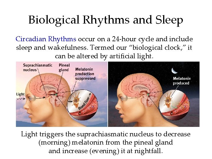 Biological Rhythms and Sleep Circadian Rhythms occur on a 24 -hour cycle and include