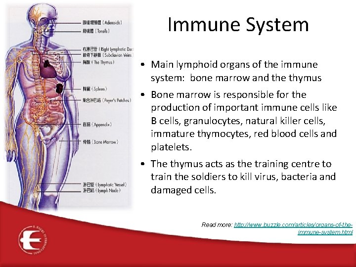 Immune System • Main lymphoid organs of the immune system: bone marrow and the