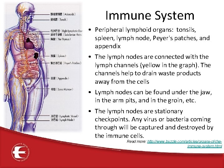 Immune System • Peripheral lymphoid organs: tonsils, spleen, lymph node, Peyer's patches, and appendix