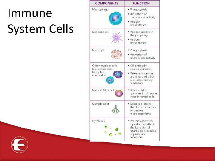 Immune System Cells 