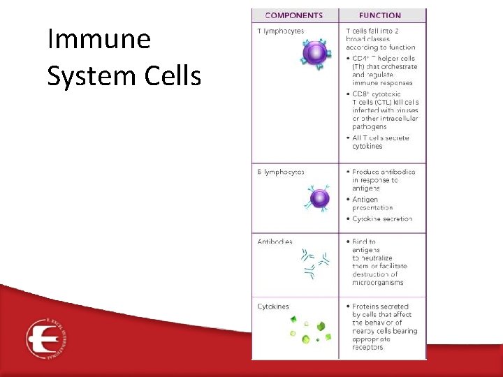 Immune System Cells 