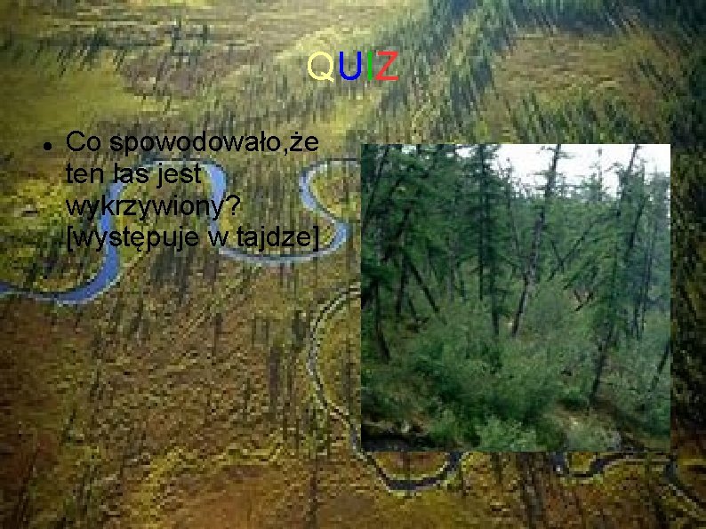 QUIZ Co spowodowało, że ten las jest wykrzywiony? [występuje w tajdze] 
