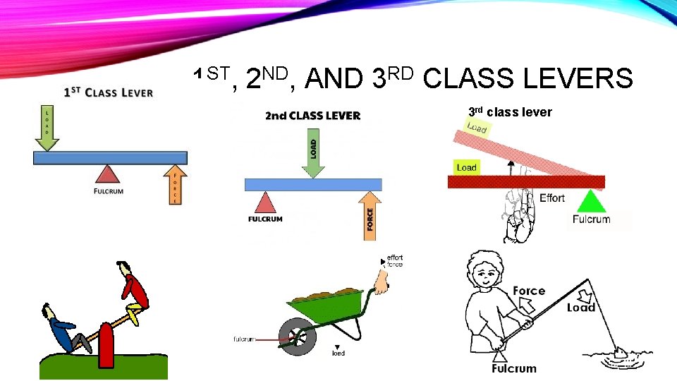 1 ST, 2 ND, AND 3 RD CLASS LEVERS 3 rd class lever 