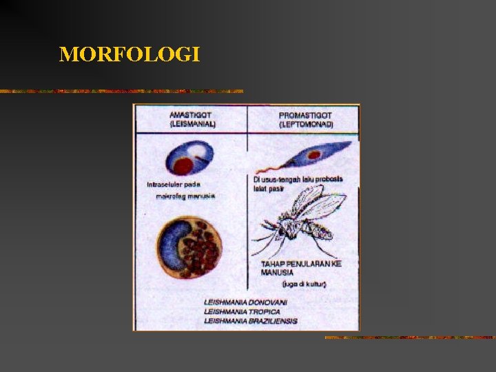 MORFOLOGI 