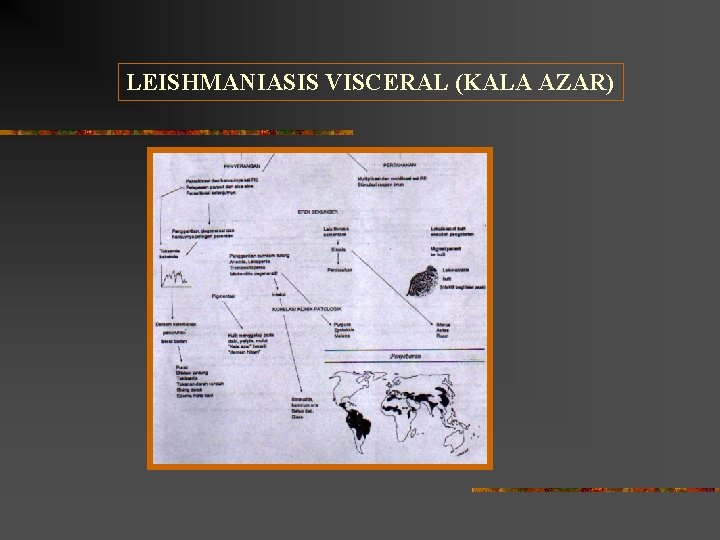 LEISHMANIASIS VISCERAL (KALA AZAR) 