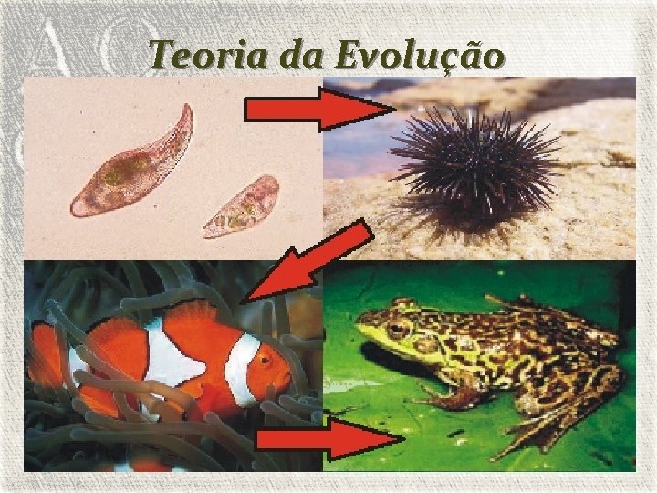 Teoria da Evolução 