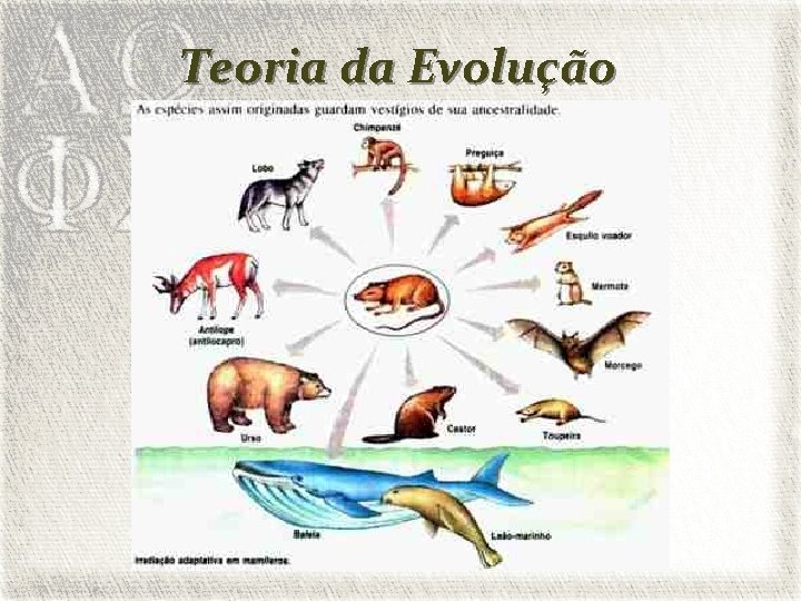 Teoria da Evolução 