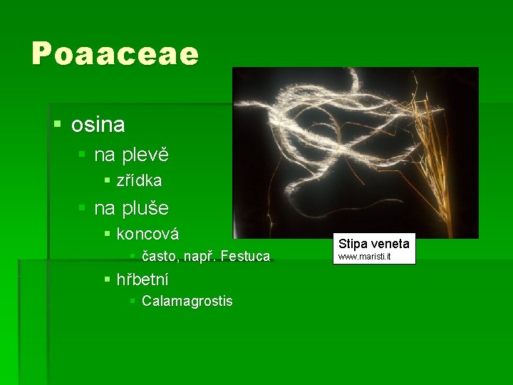 Poaaceae § osina § na plevě § zřídka § na pluše § koncová §